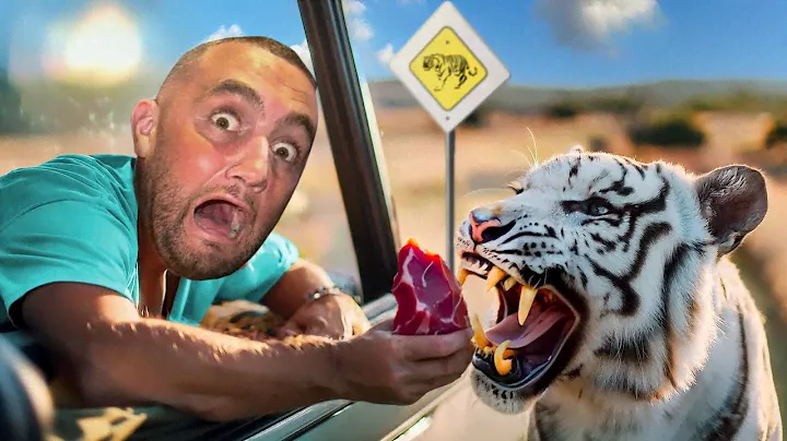 Hand Feeding White Tigers On A Safari!